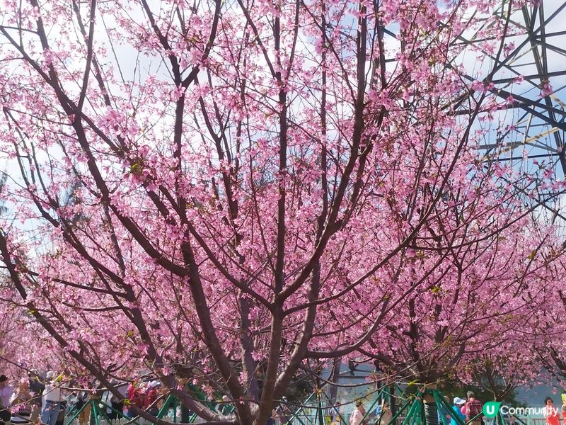 櫻花園