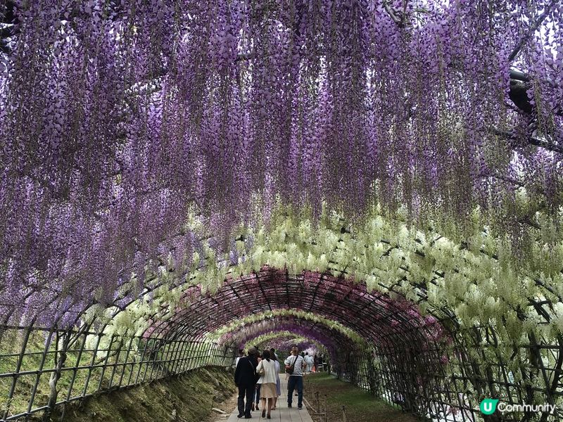 河內藤園賞花〰️