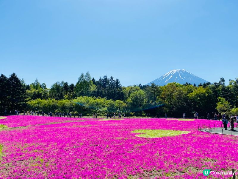 好幸福好幸運啊見到咁靚又清晰既富士山，真係不枉此行，富士山櫻...