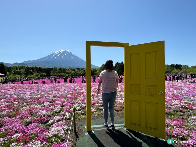 好幸福好幸運啊見到咁靚又清晰既富士山，真係不枉此行，富士山櫻...