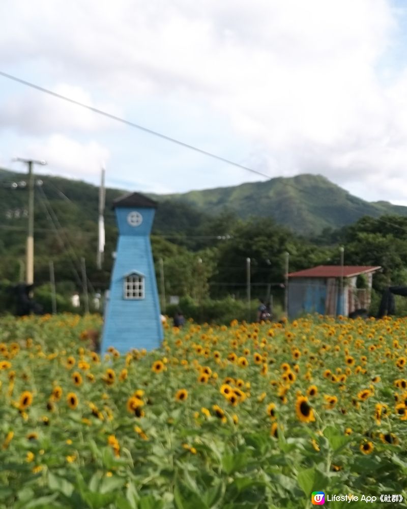 大大太陽花田