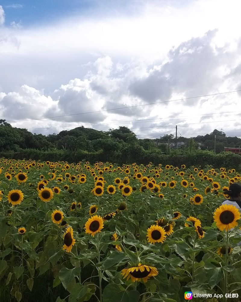 大大太陽花田