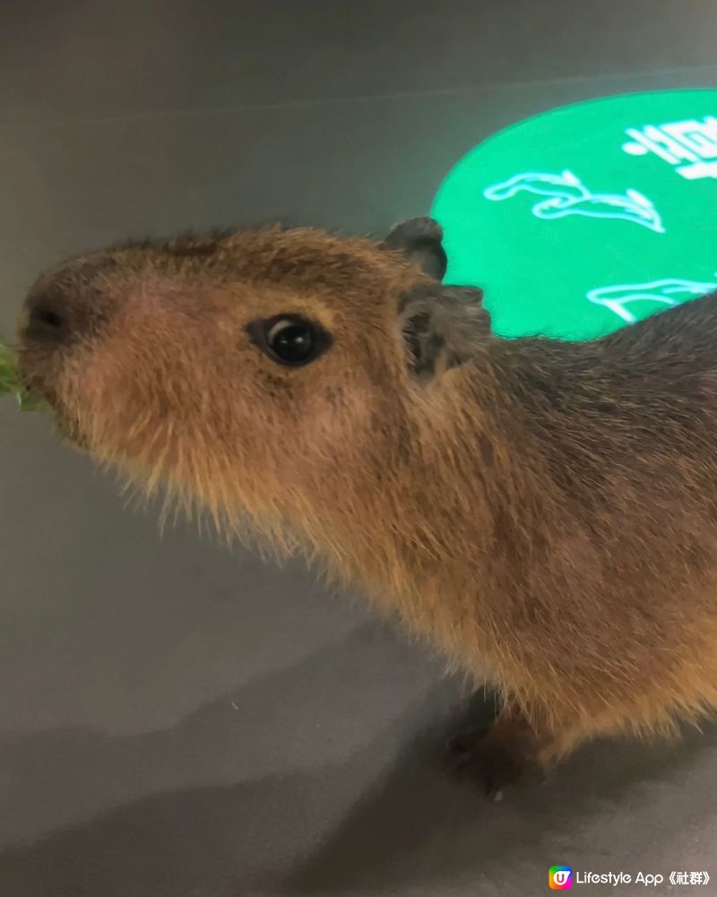 ｛港車北上｝珠海親子活動室內動物園