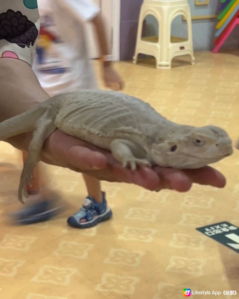 ｛港車北上｝珠海親子活動室內動物園