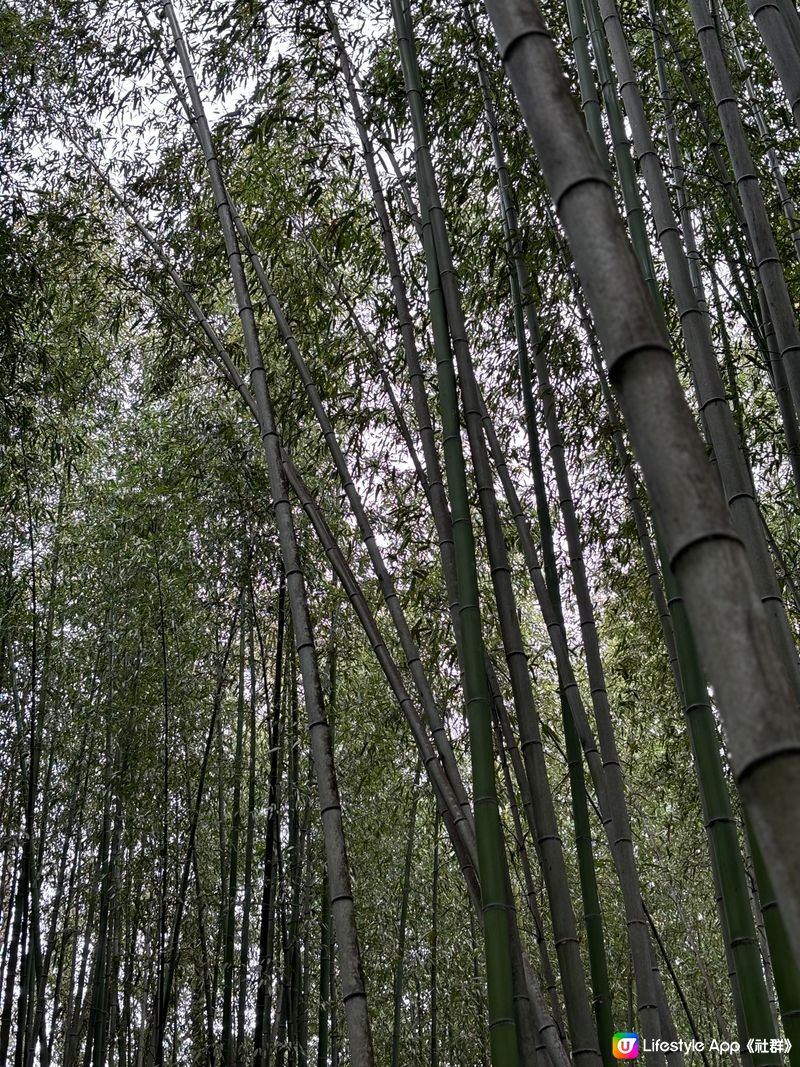 嵐山竹林 🎋