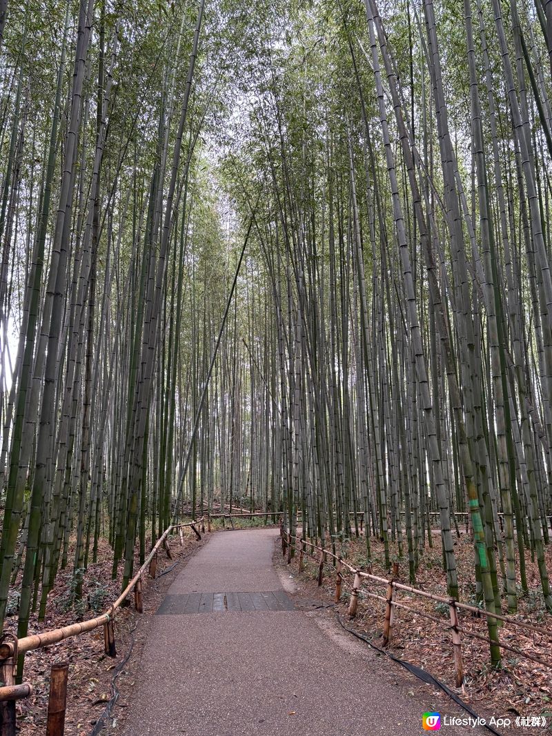 嵐山竹林 🎋