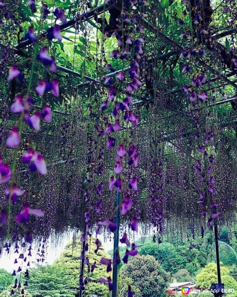 蜜蜂嗡嗡嗡~! 足利花卉公園 [藤FUJI】💕