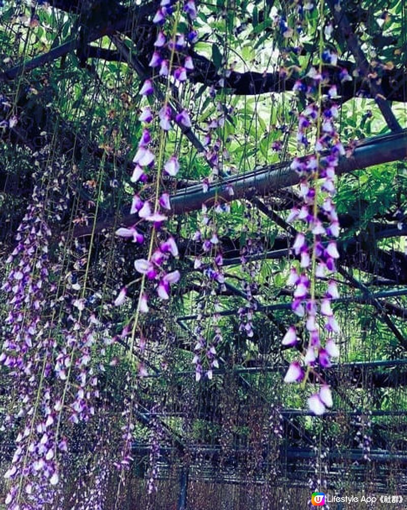 蜜蜂嗡嗡嗡~! 足利花卉公園 [藤FUJI】💕