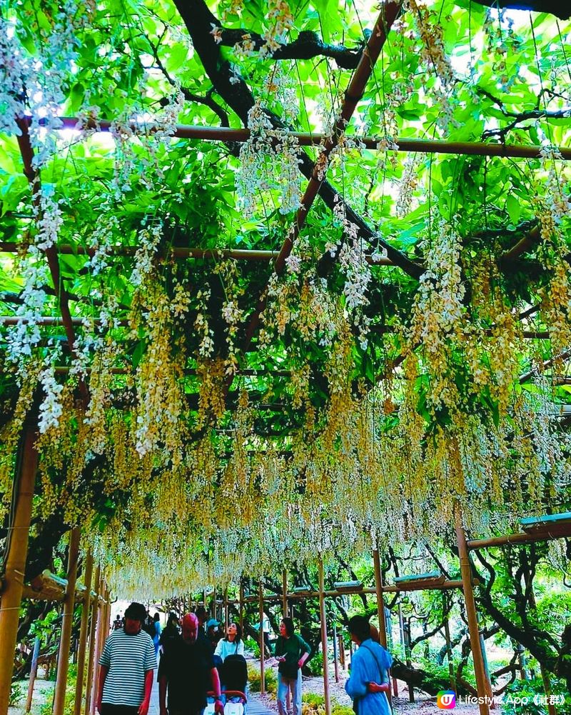 蜜蜂嗡嗡嗡~! 足利花卉公園 [藤FUJI】💕