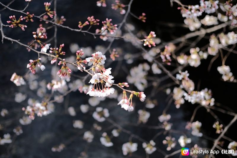 東京賞櫻推介🌸中目黑