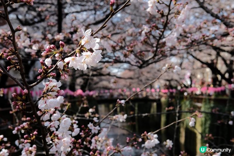 東京賞櫻推介🌸中目黑