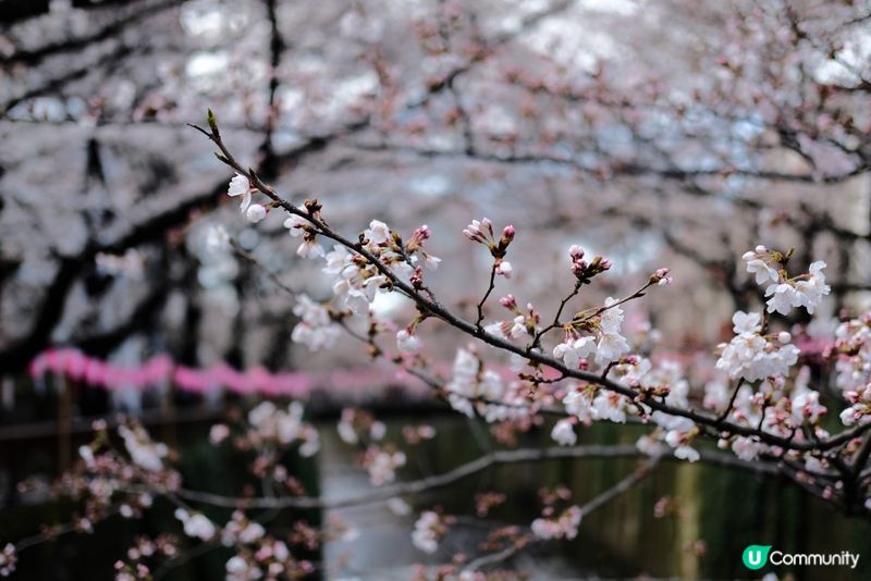 東京賞櫻推介🌸中目黑