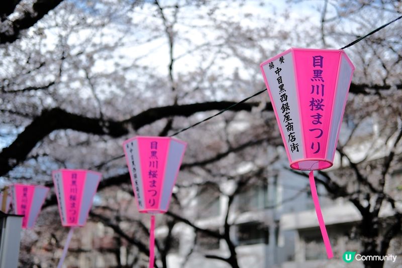 東京賞櫻推介🌸中目黑