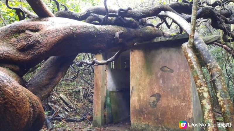 【大水坑至北港行山篇】樹藤王➕竹林隧道