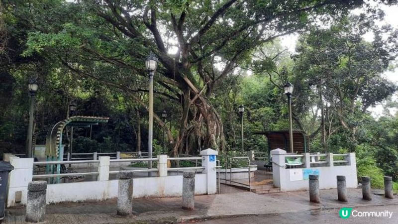 【大水坑至北港行山篇】樹藤王➕竹林隧道