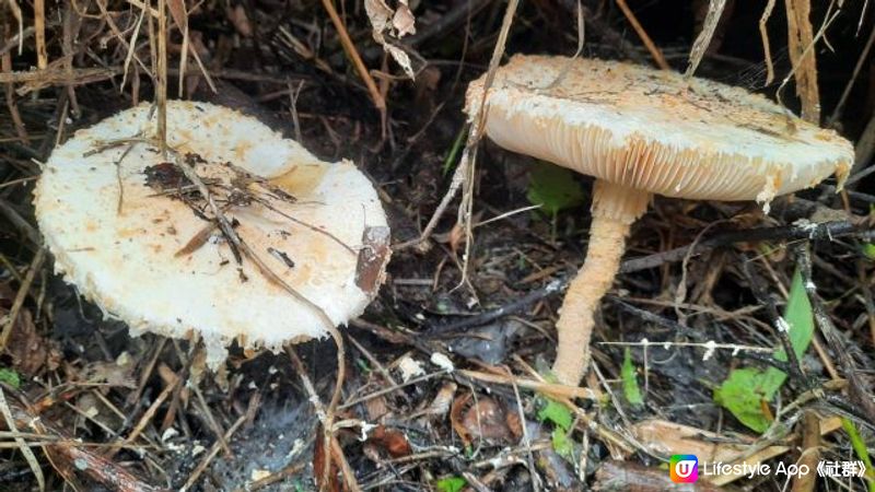 【大水坑至北港行山篇】樹藤王➕竹林隧道