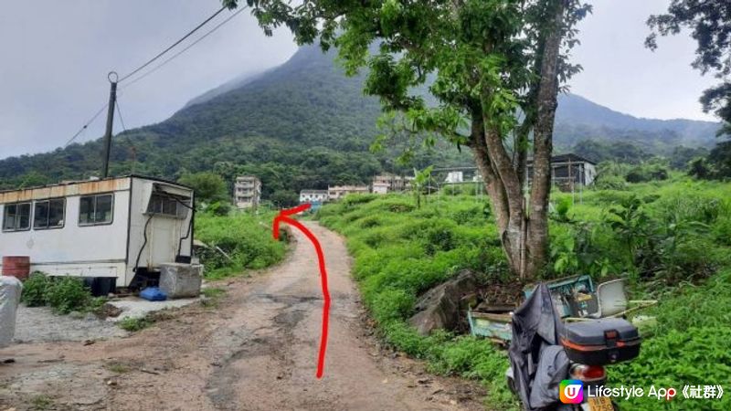 【大水坑至北港行山篇】樹藤王➕竹林隧道