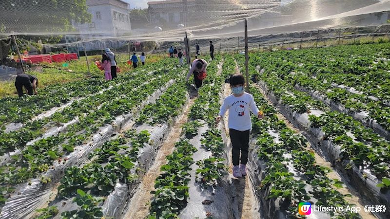 【親子好去處】粉嶺自摘士多啤梨農場大集合