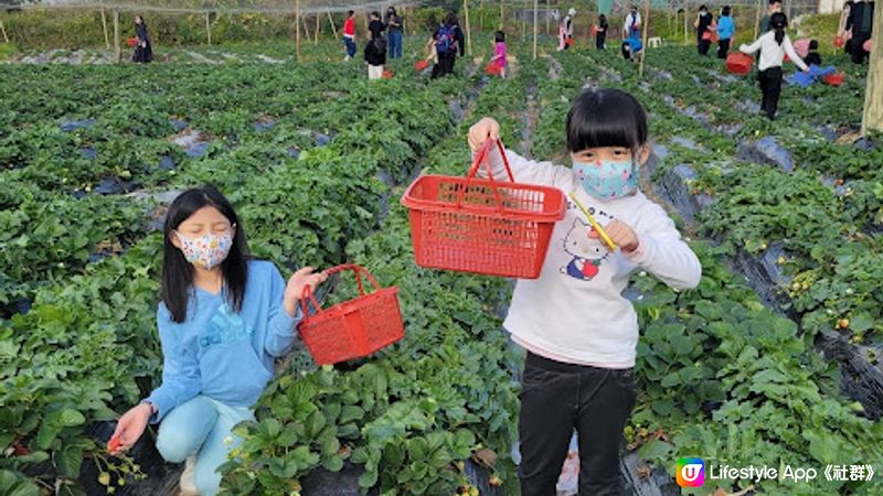 【親子好去處】粉嶺自摘士多啤梨農場大集合