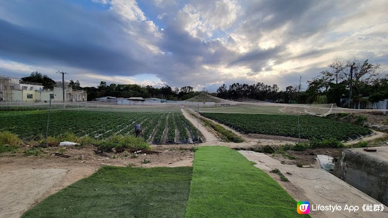 【親子好去處】粉嶺自摘士多啤梨農場大集合