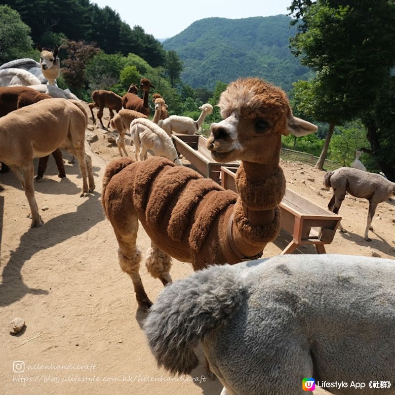 【旅遊韓國】任摸超可愛草泥馬大軍 - Alpaca World