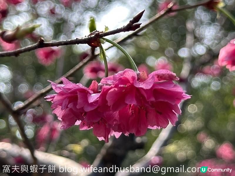 本地遊｜大埔海濱公園｜花種超多賞花必去