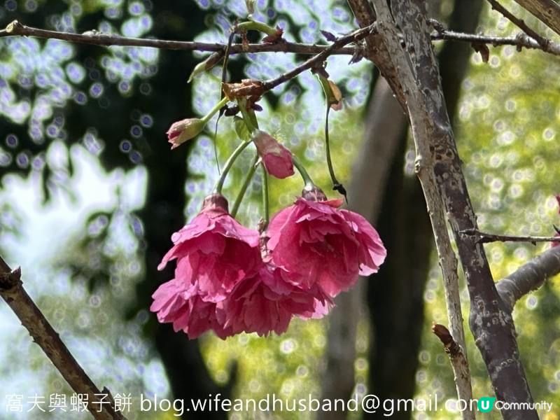 本地遊｜大埔海濱公園｜花種超多賞花必去