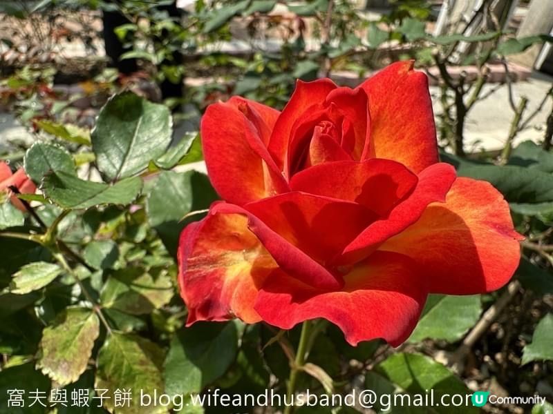 本地遊｜大埔海濱公園｜花種超多賞花必去