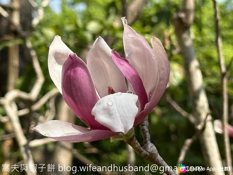 本地遊｜大埔海濱公園｜花種超多賞花必去