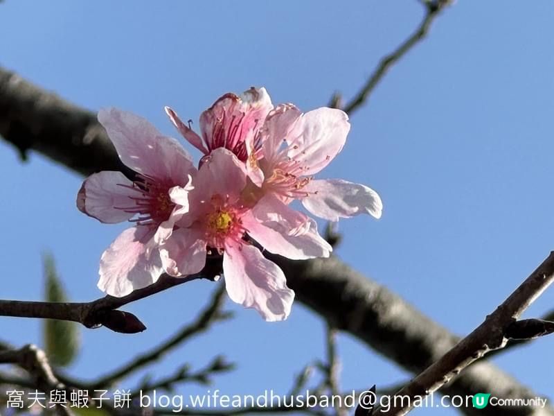 本地遊｜大埔海濱公園｜花種超多賞花必去