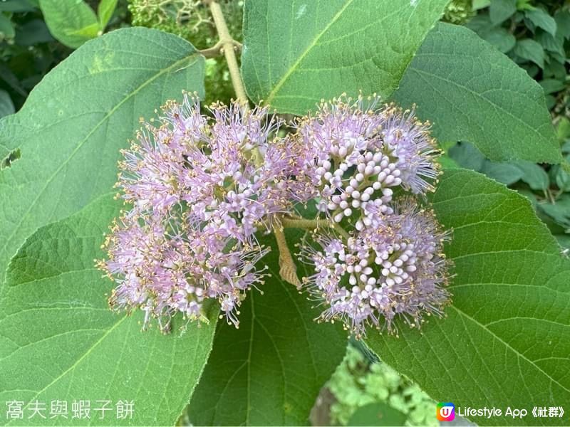 香港賞花  | 城門谷公園 | 六月賞荷 (一)