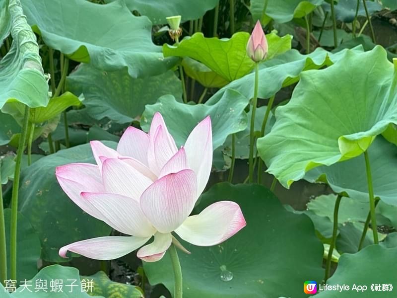 香港賞花  | 城門谷公園 | 六月賞荷 (一)