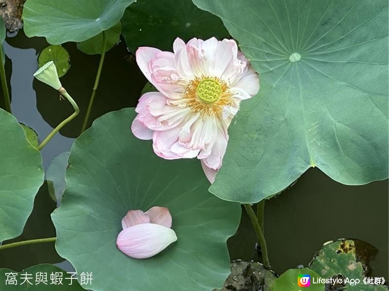 香港賞花  | 城門谷公園 | 六月賞荷 (一)