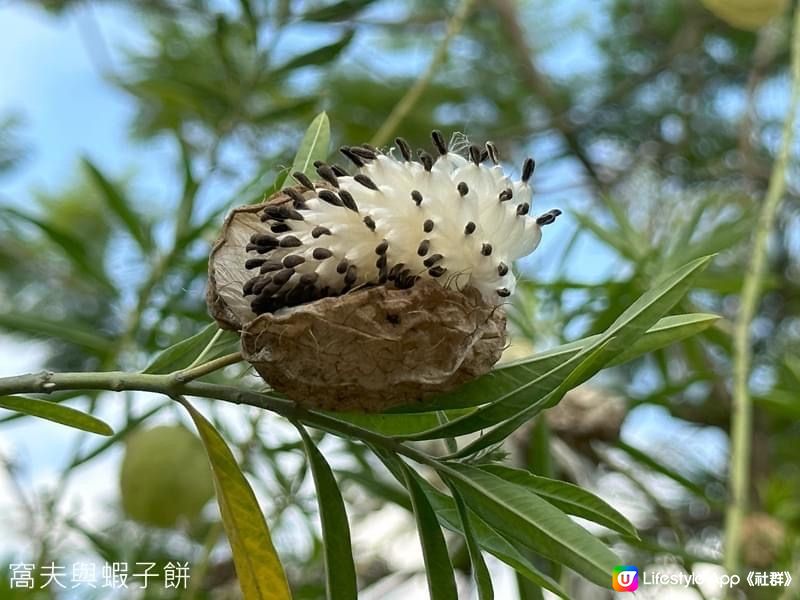 香港賞花  | 城門谷公園 | 六月賞荷 (一)