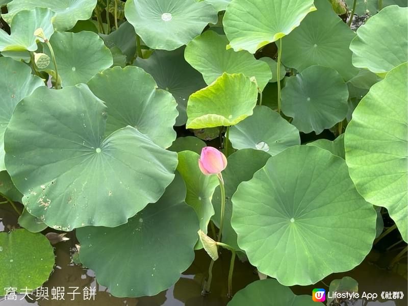 香港賞花  | 城門谷公園 | 六月賞荷 (一)