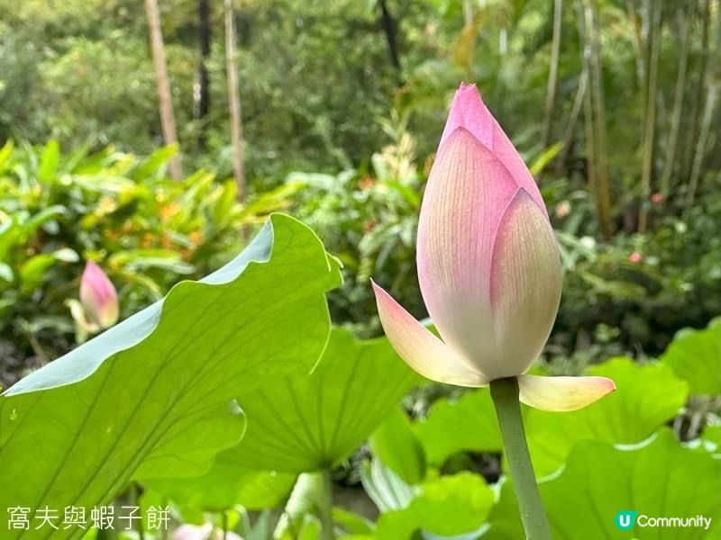 香港賞花 | 城門谷公園 | 六月賞荷 (二)