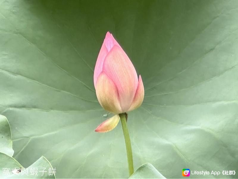 香港賞花 | 城門谷公園 | 六月賞荷 (二)