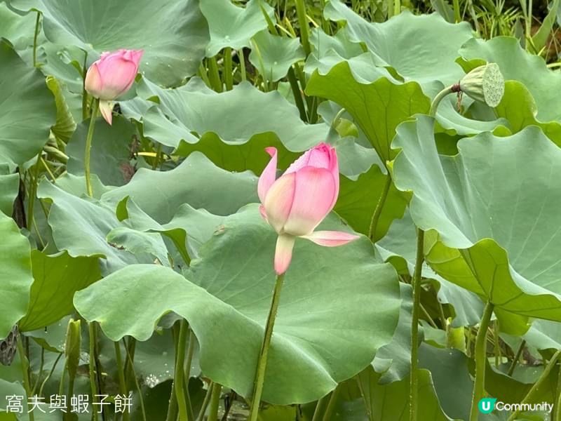 香港賞花 | 城門谷公園 | 六月賞荷 (二)