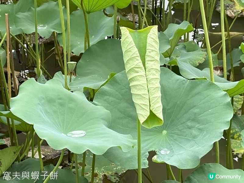 香港賞花 | 城門谷公園 | 六月賞荷 (二)