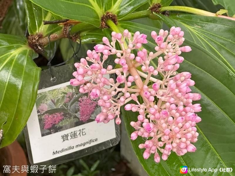 香港賞花 | 城門谷公園 | 六月賞荷 (二)