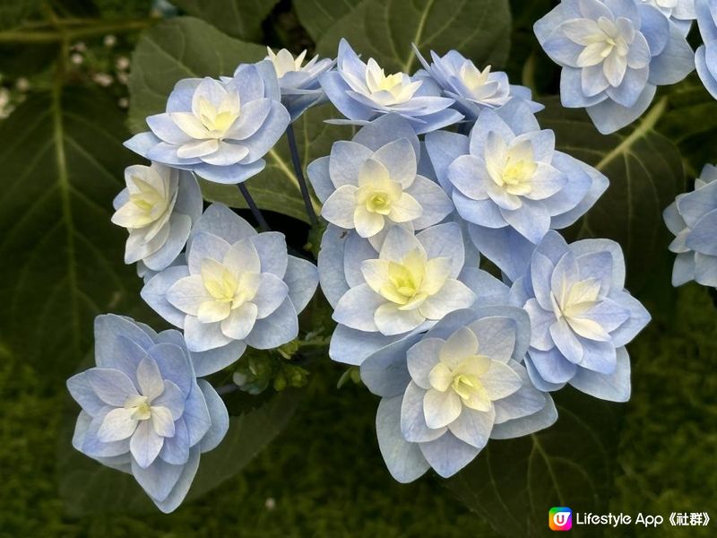 香港好去處｜香港公園溫室｜繡球花｜寶蓮花