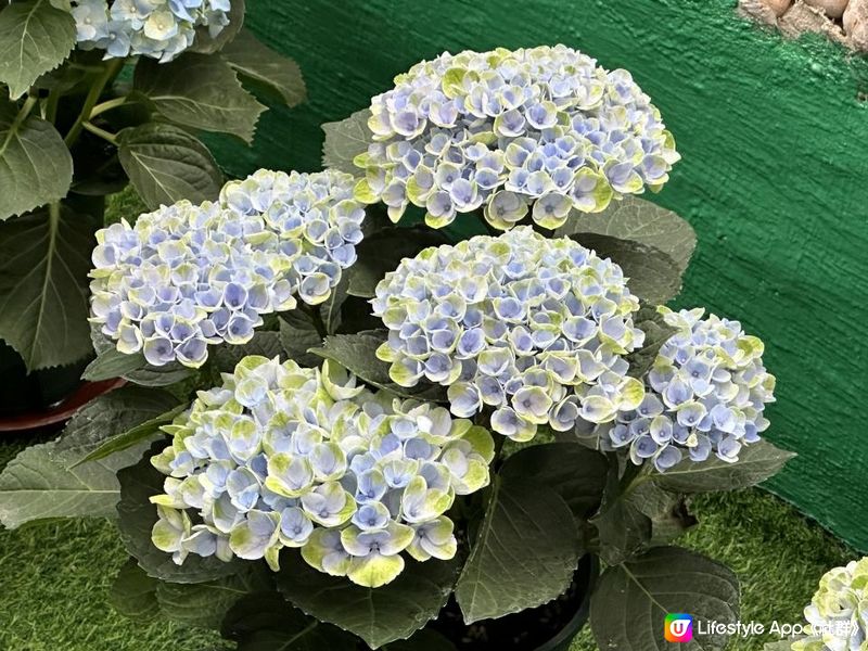 香港好去處｜香港公園溫室｜繡球花｜寶蓮花