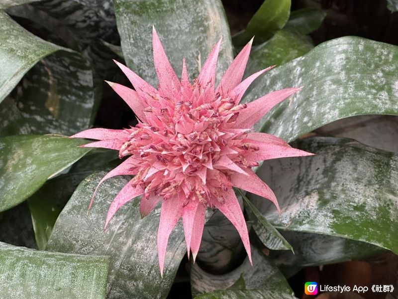 香港好去處｜香港公園溫室｜繡球花｜寶蓮花