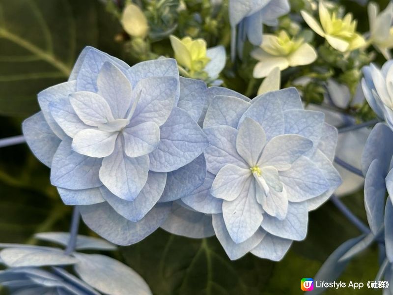 香港好去處｜香港公園溫室｜繡球花｜寶蓮花