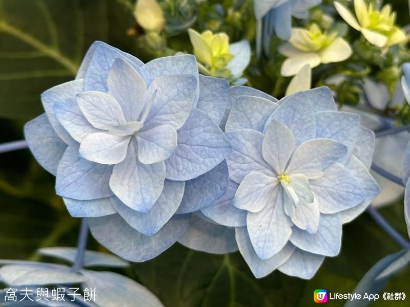 香港好去處｜香港公園溫室｜繡球花｜寶蓮花