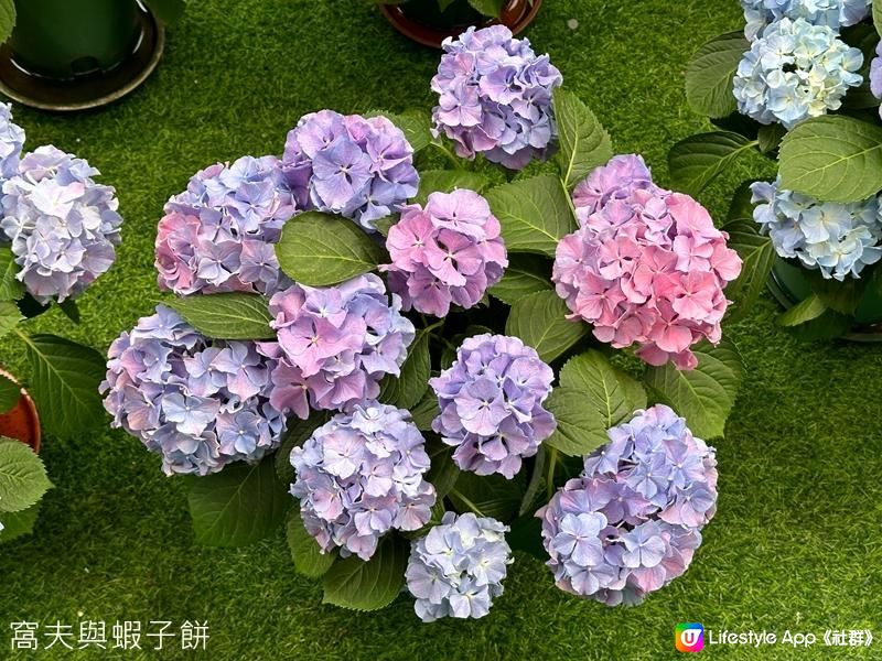 香港好去處｜香港公園溫室｜繡球花｜寶蓮花