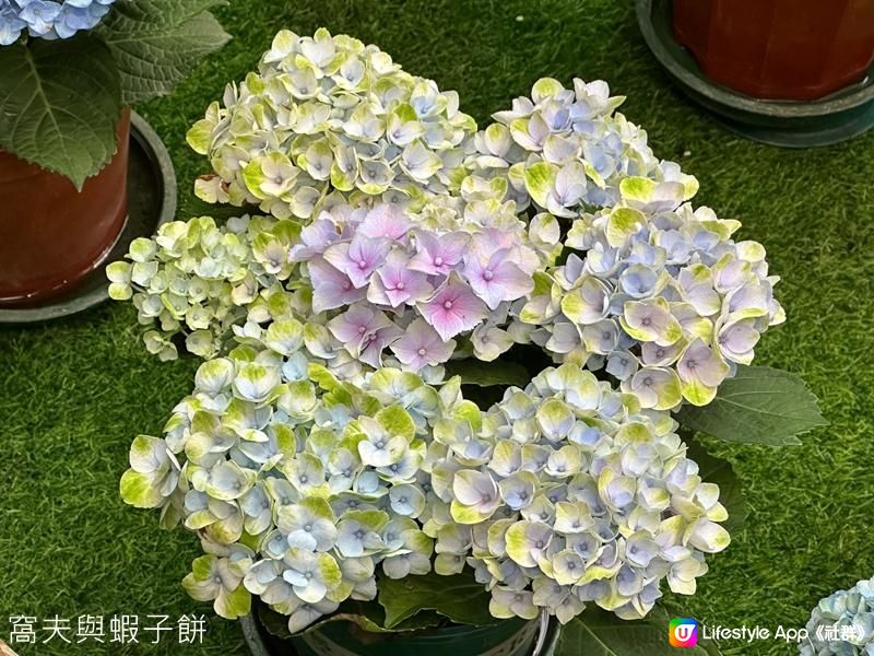 香港好去處｜香港公園溫室｜繡球花｜寶蓮花