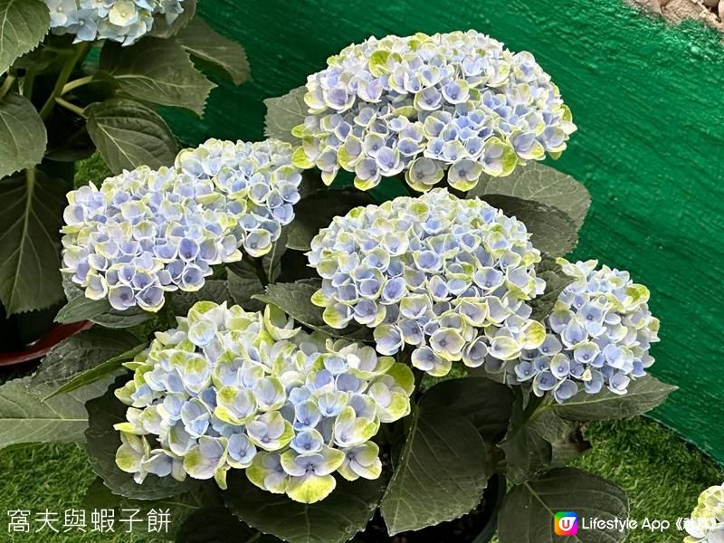 香港好去處｜香港公園溫室｜繡球花｜寶蓮花