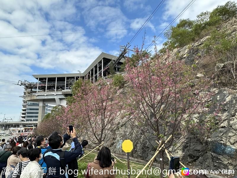 本地遊 | 東涌 | 捉緊櫻花園廣州櫻的尾巴