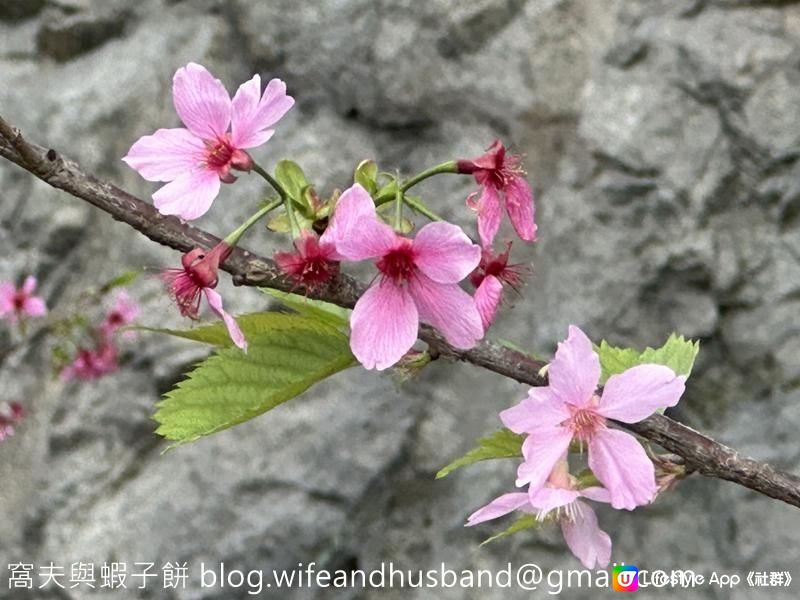 本地遊 | 東涌 | 捉緊櫻花園廣州櫻的尾巴